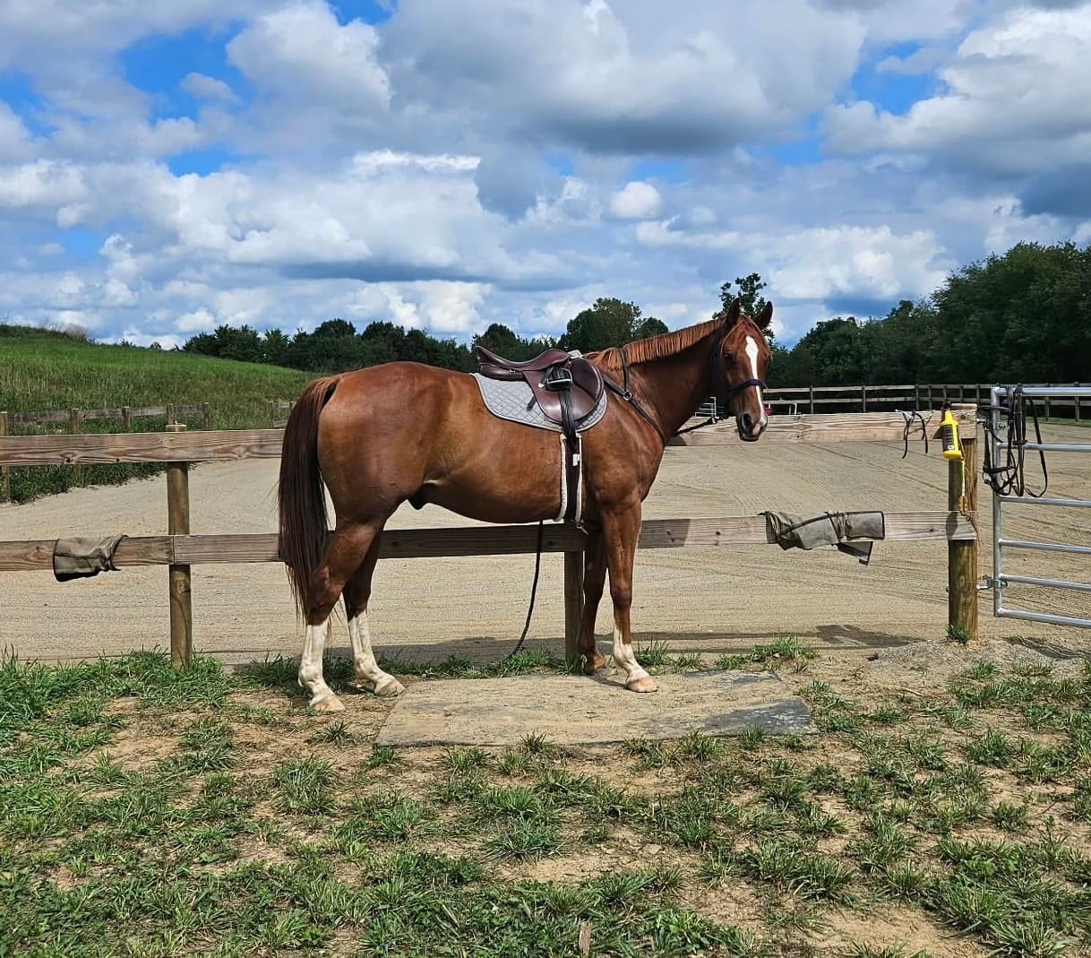 Sergeant Cadburry (Sarge)